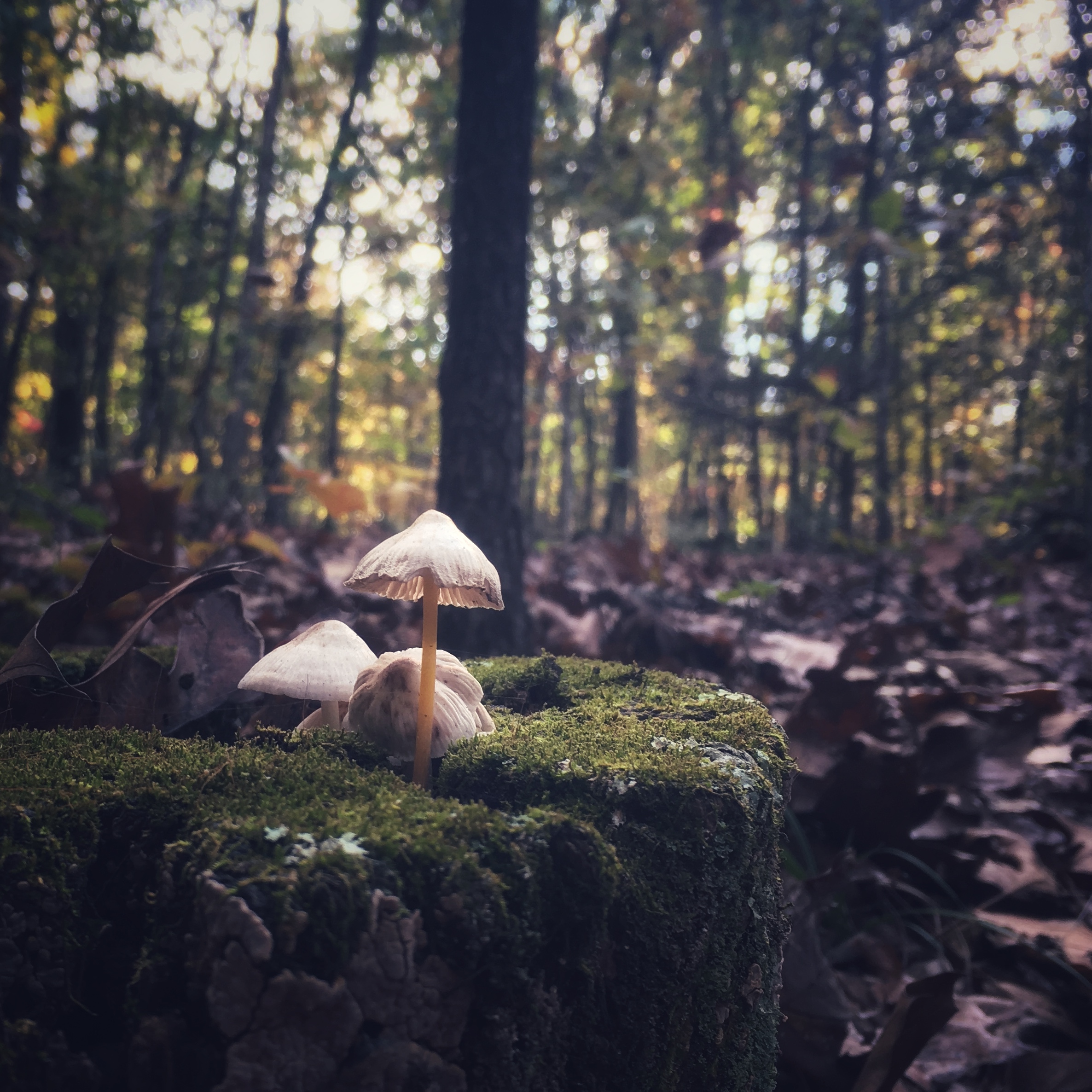 a lovely mushroom I photographed on a tree stump in the forest